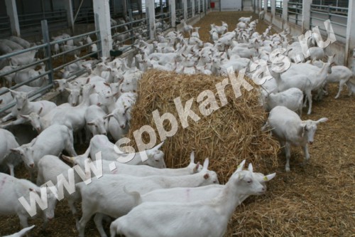 Стойловое оборудование для молочных коз